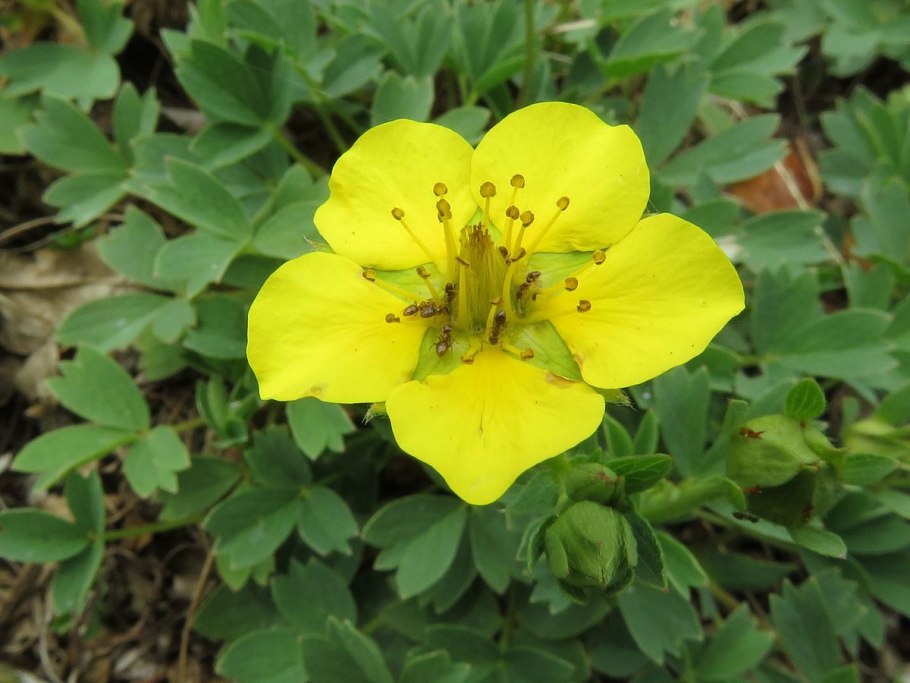 Лапчатка, Сиббальдия