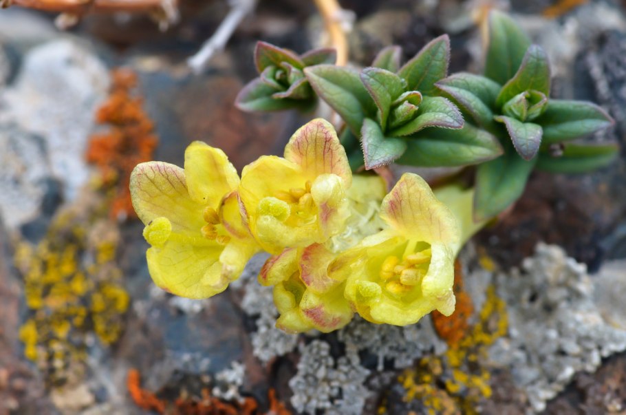 Карбюратор leader pz19jb