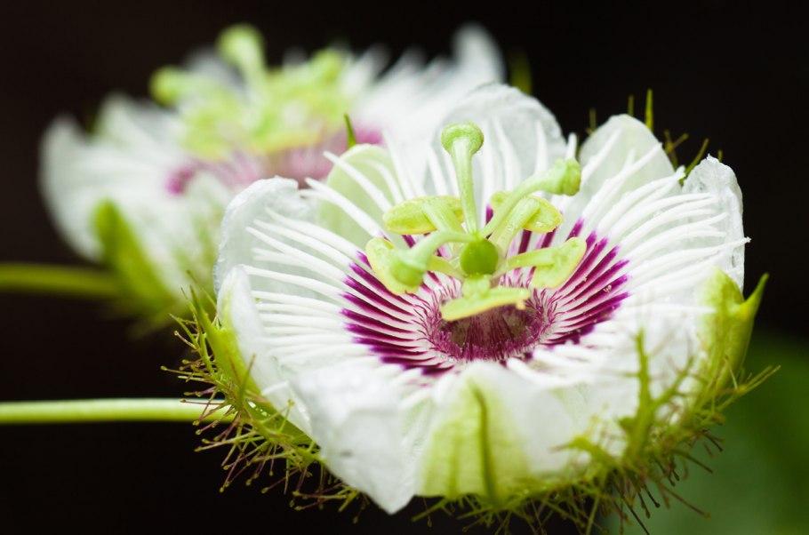 Лук Семенова фото