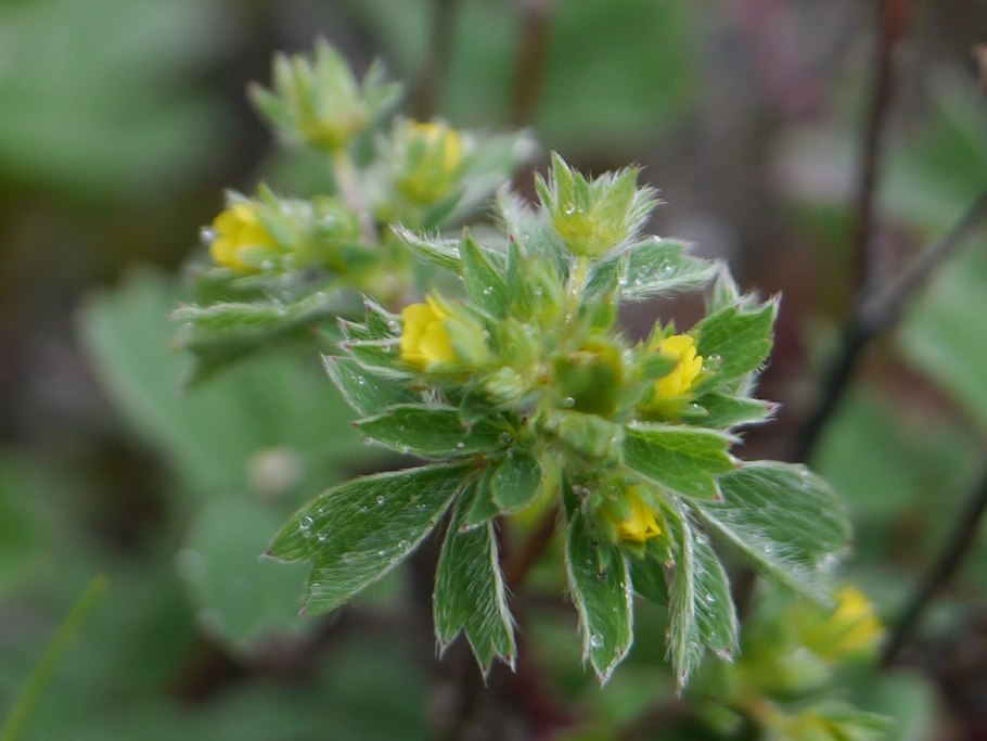 Sibbaldia parviflora