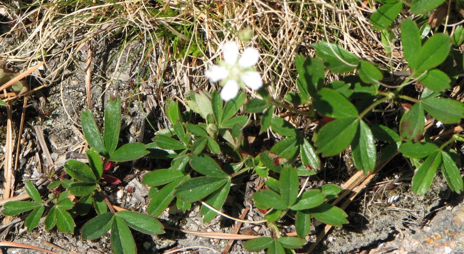 Лапчатка клинолистная