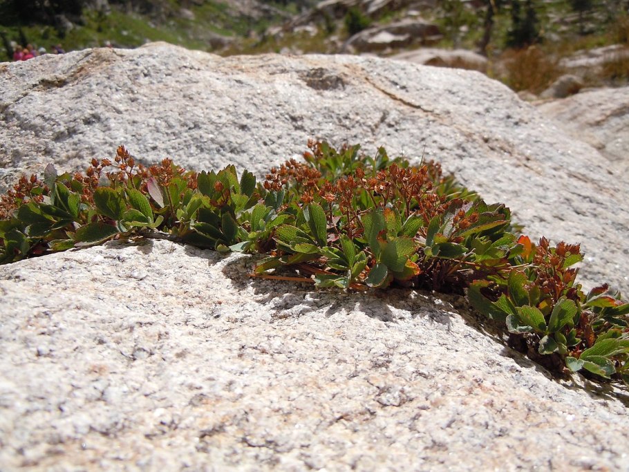 Сиббальдия распростёртая (Sibbaldia procumbens l.)