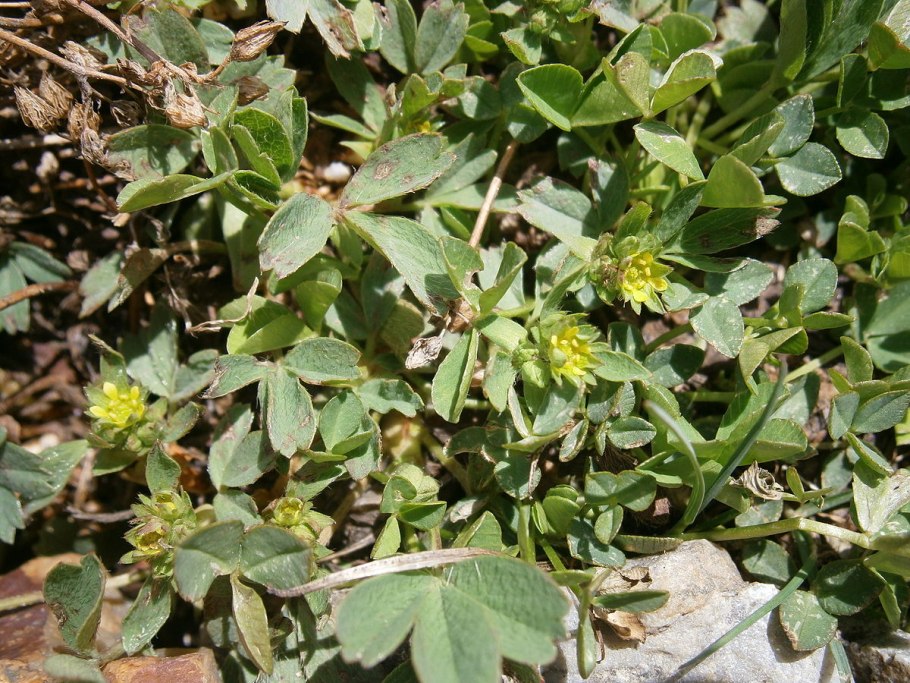 Sibbaldia parviflora
