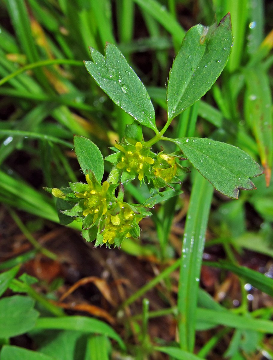 Sibbaldia procumbens