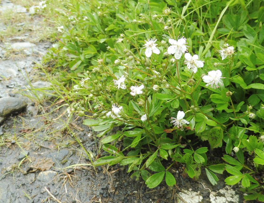Селезеночник Сибирский