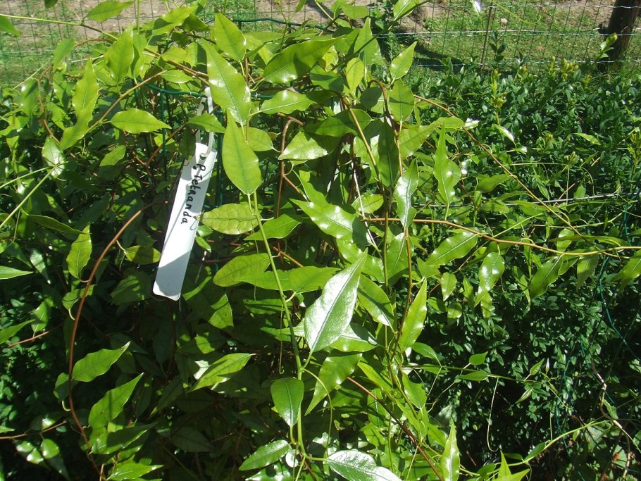 Люстра Freya Esme fr1005pl-05g