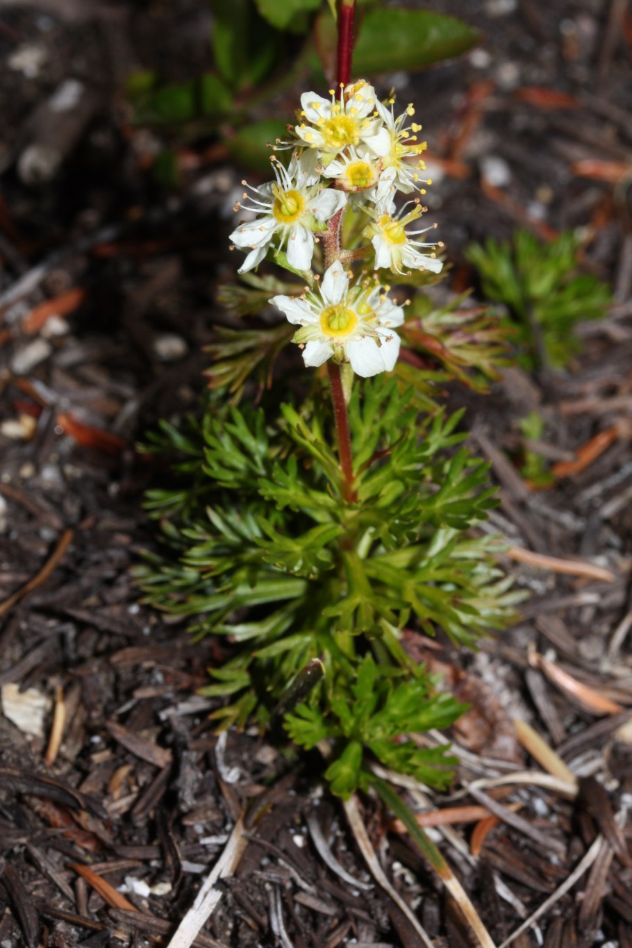Белена черная плод