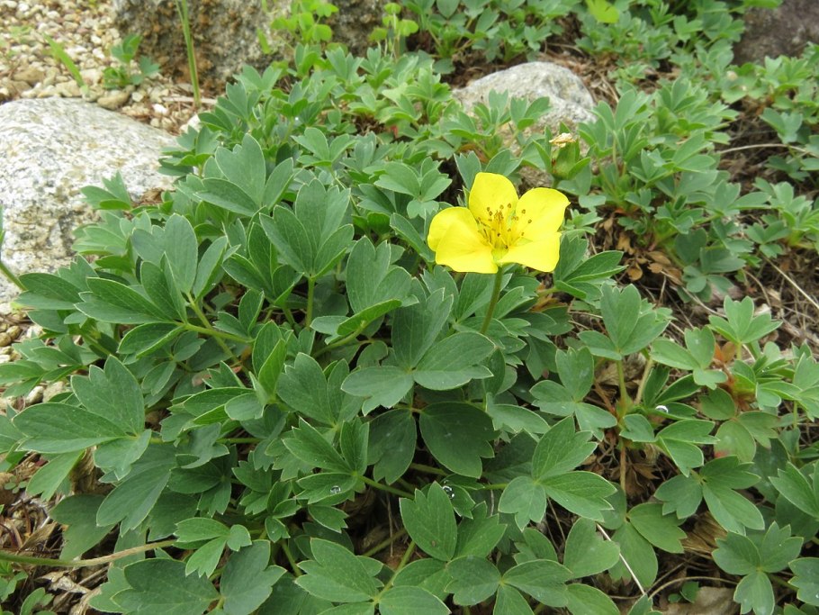 Сиббальдия распростертая