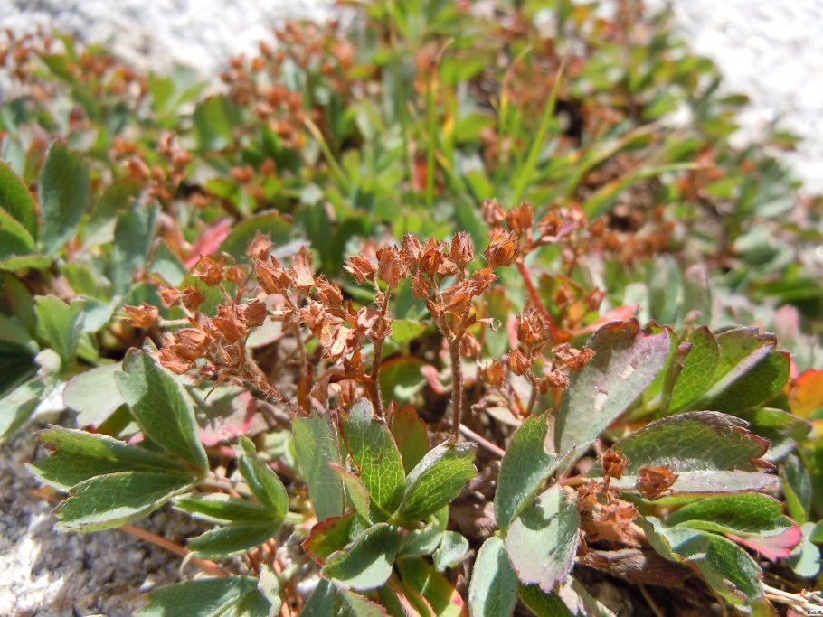 Sibbaldia parviflora