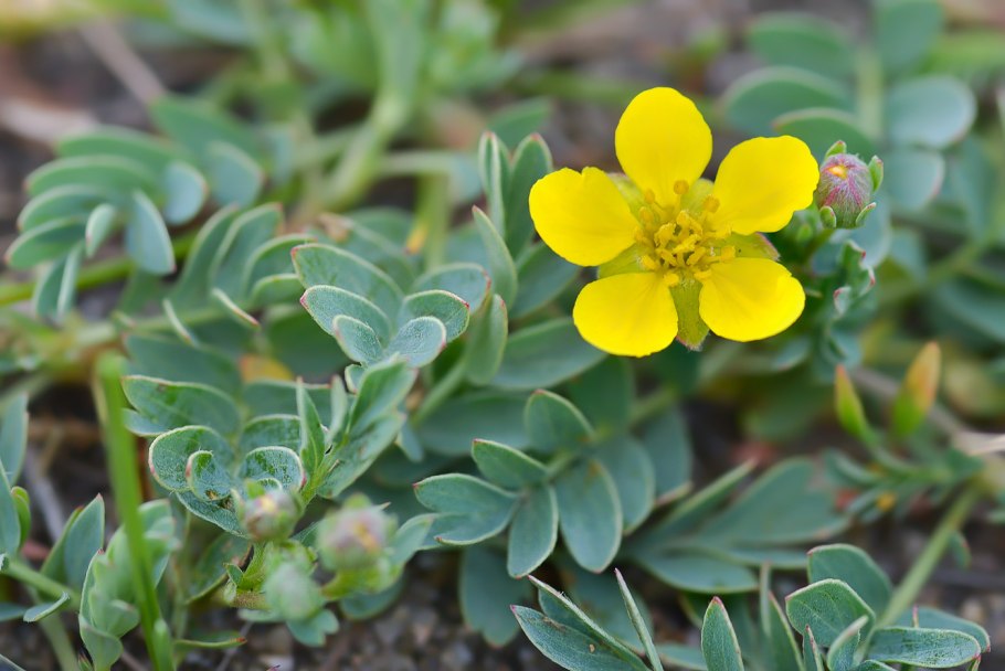 Хамеродос крупноцветковый