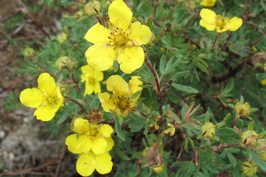 Земляника ботаника малина