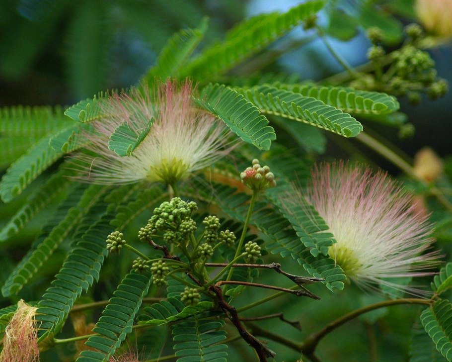 Альбиция ленкоранская - Albizia julibrissin