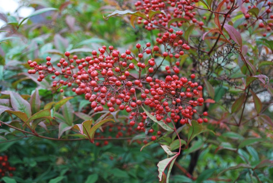 Nandina domestica