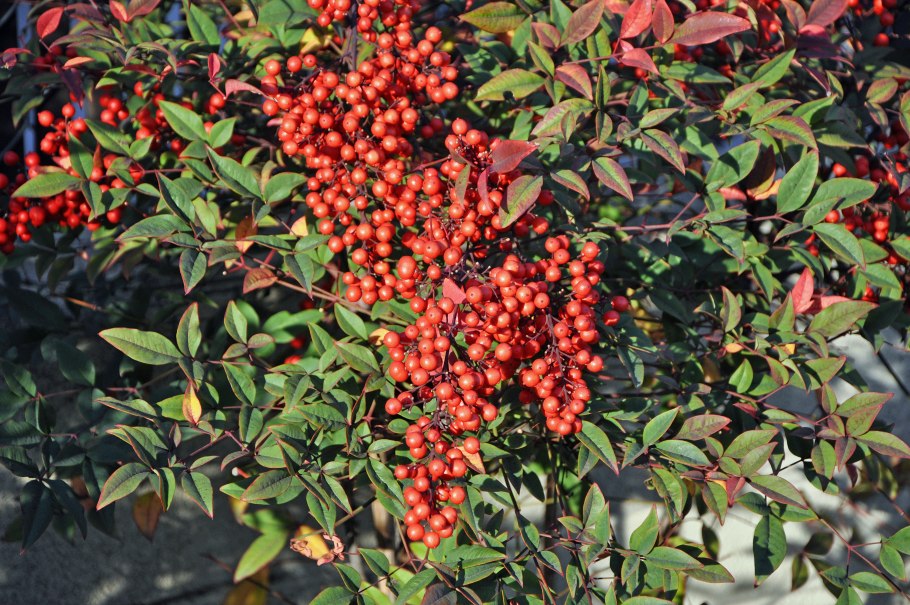 Нандина вечнозелёная