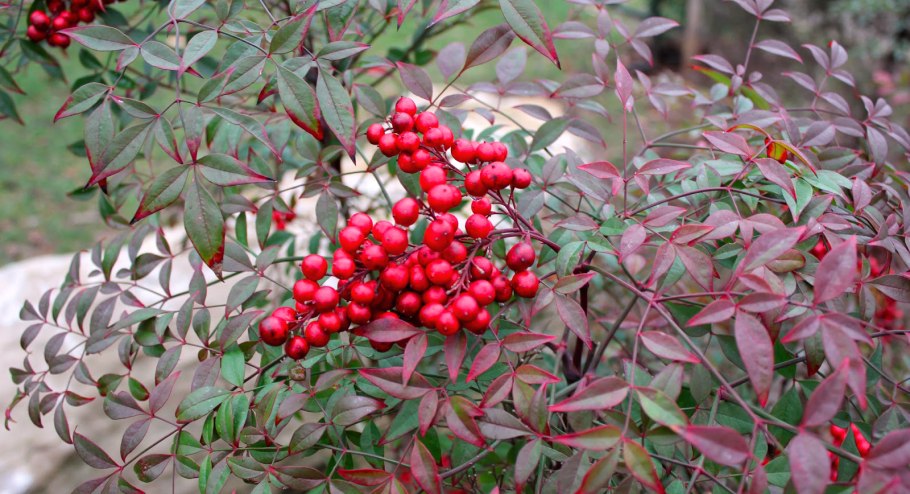 Nandina domestica Firepower
