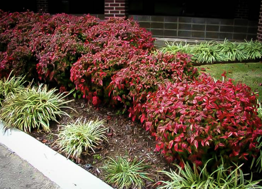 Нандина кустарник