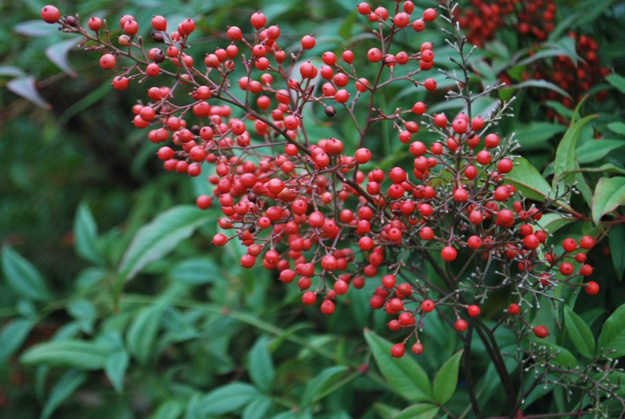 Нандина доместика