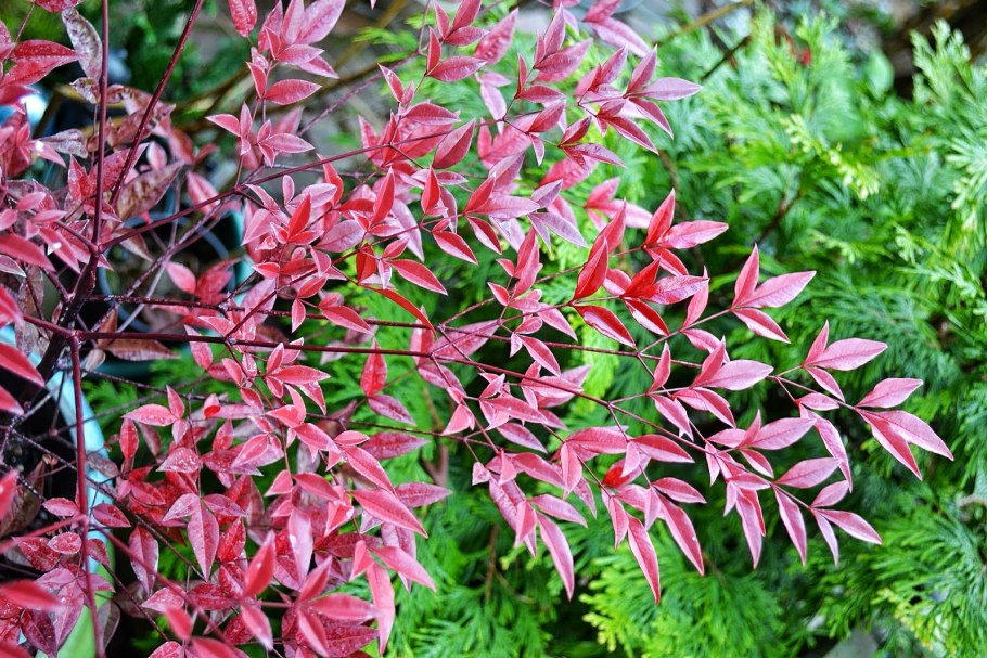 Нандина доместика