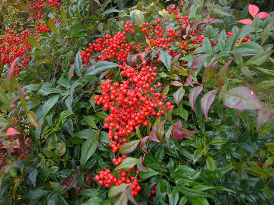 Нандина гибридная