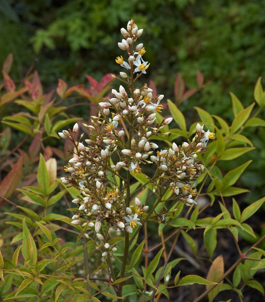 Nandina domestica (Нандина)