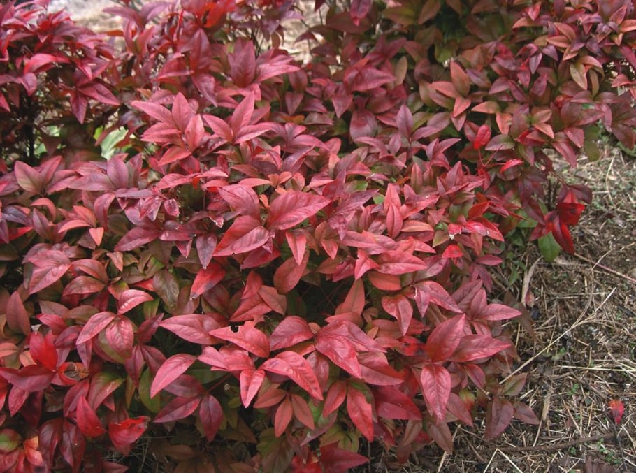 Nandina domestica obsessed
