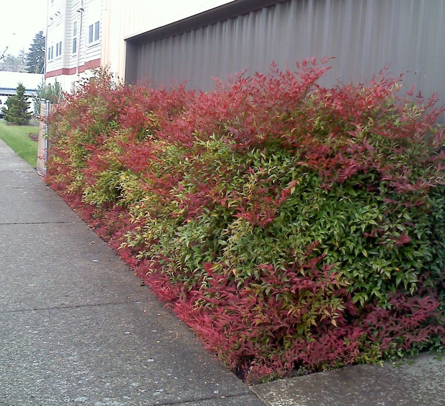 Нандина красная