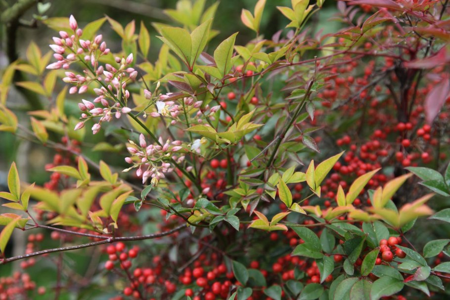 Нандина плодовая