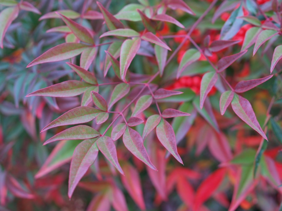 Нандина великолепная