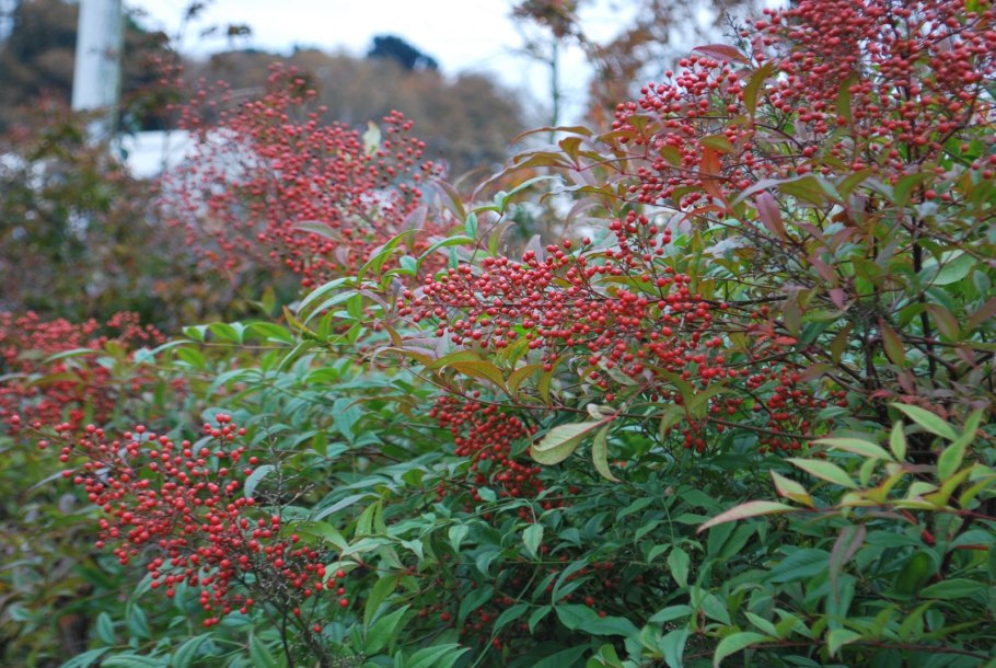 Нандина кустарник