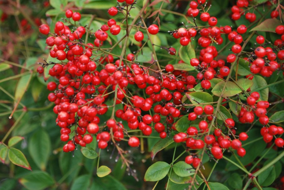 Нандина домашняя Nandina