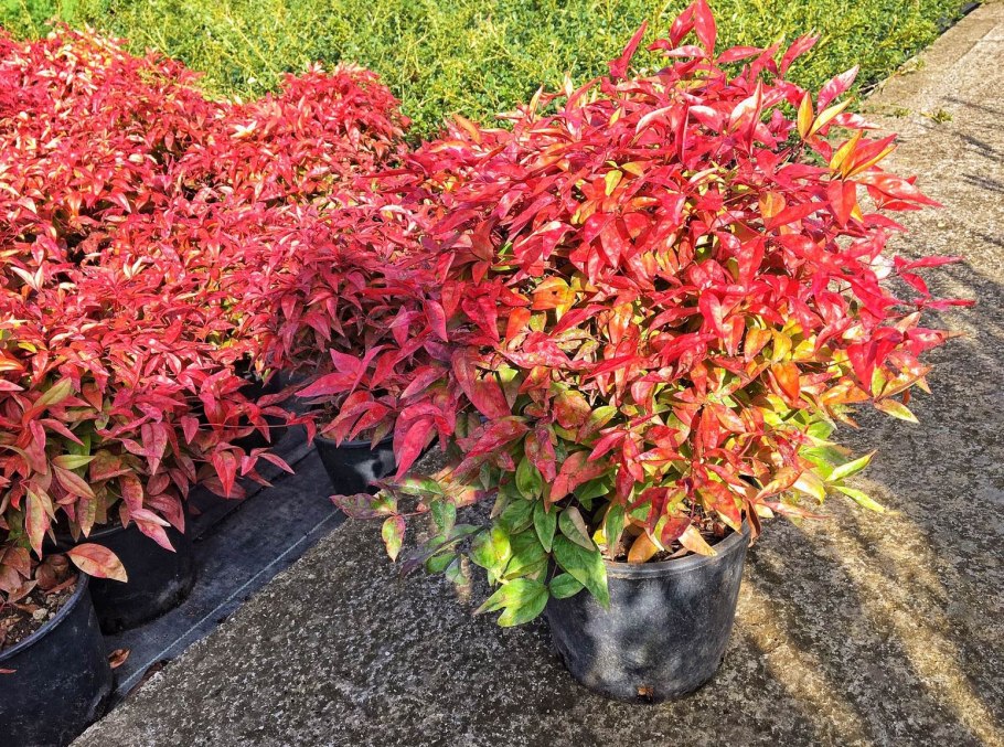 Нандина Блаш