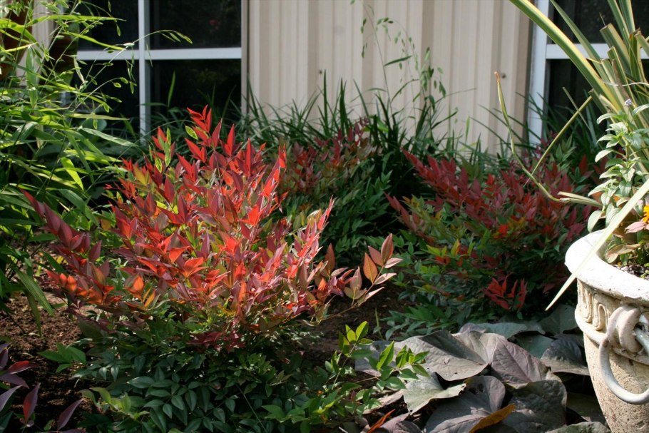 Нандина вечнозелёная