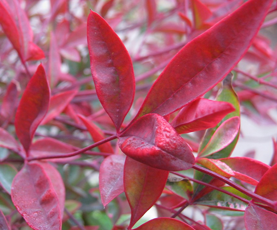 Нандина кустарник