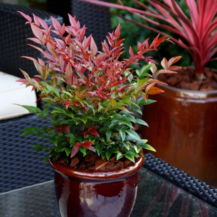 Nandina domestica