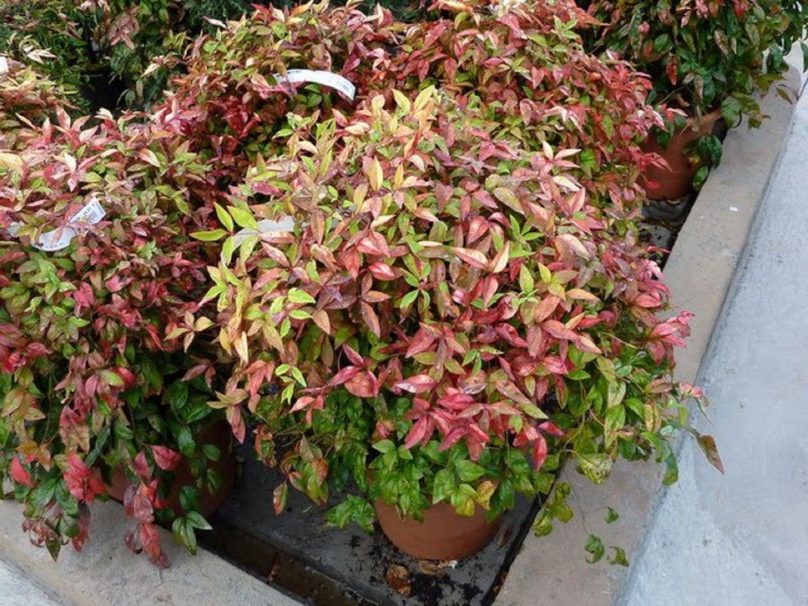 Нандина гибридная