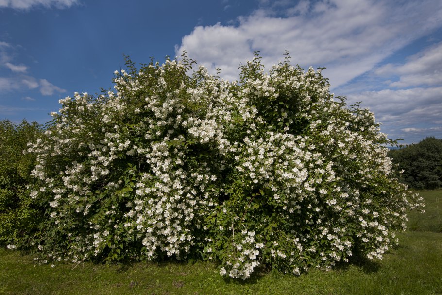 Кизил (Cornus SPP(Cornus SPP.)