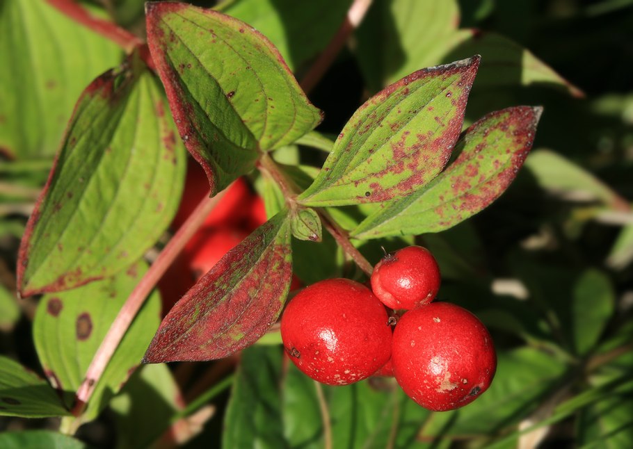 Дёрен шведский на Сахалине фото