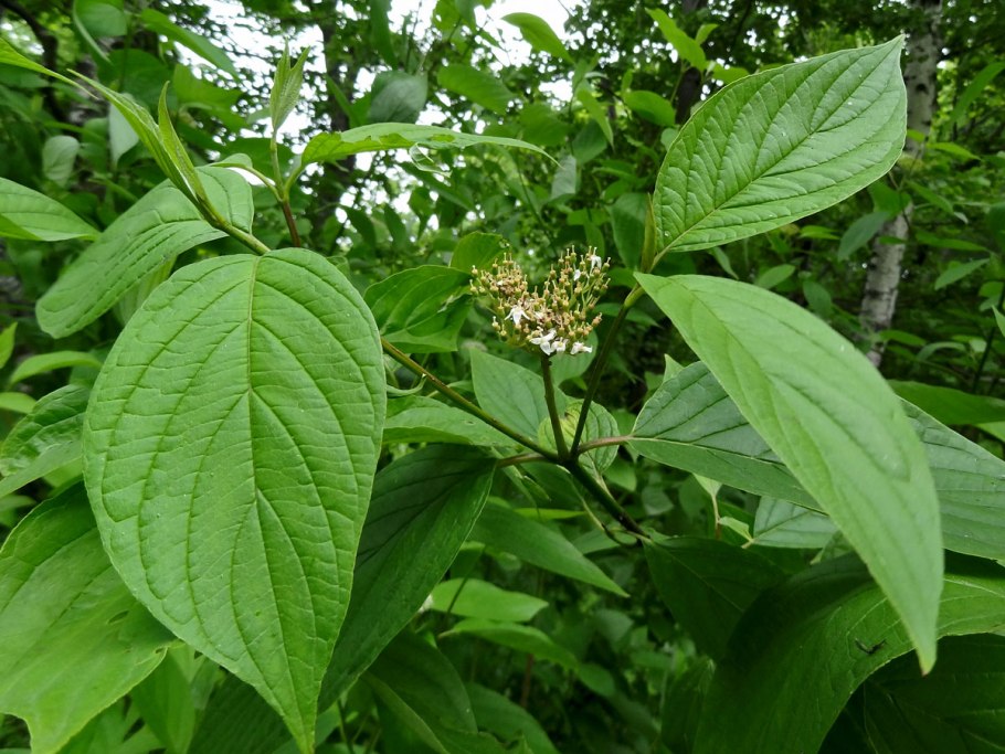 Дёрен кровяно-красный