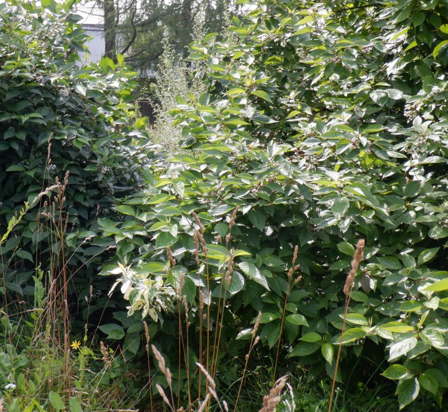 Cornus canadensis дерен канадский