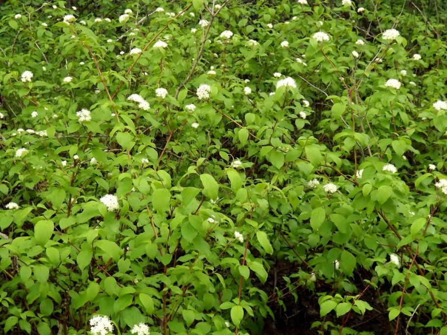 Свидина белая медопродуктивность