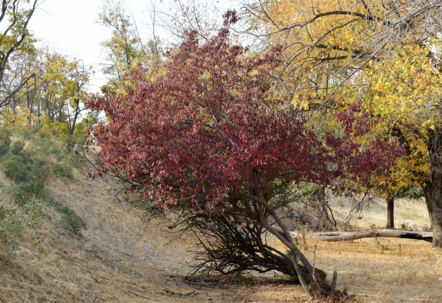 Жасмин мелколистный чубушник
