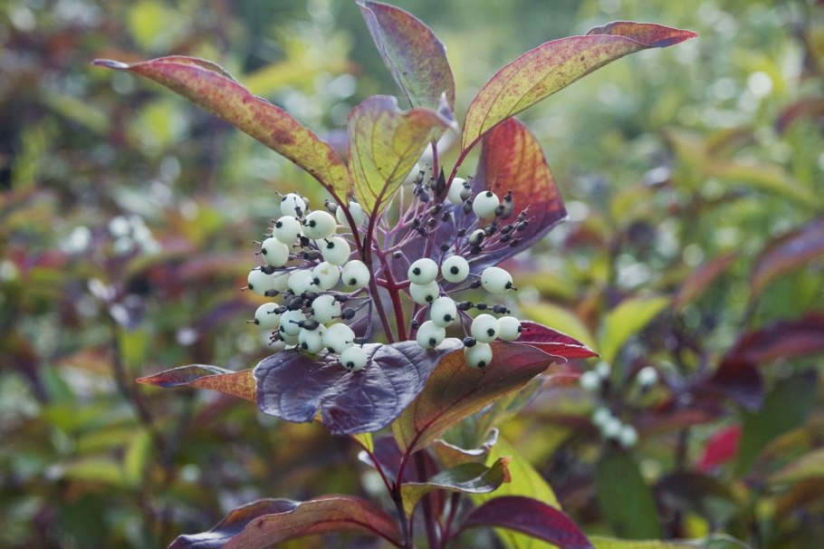 Свидина белая семена