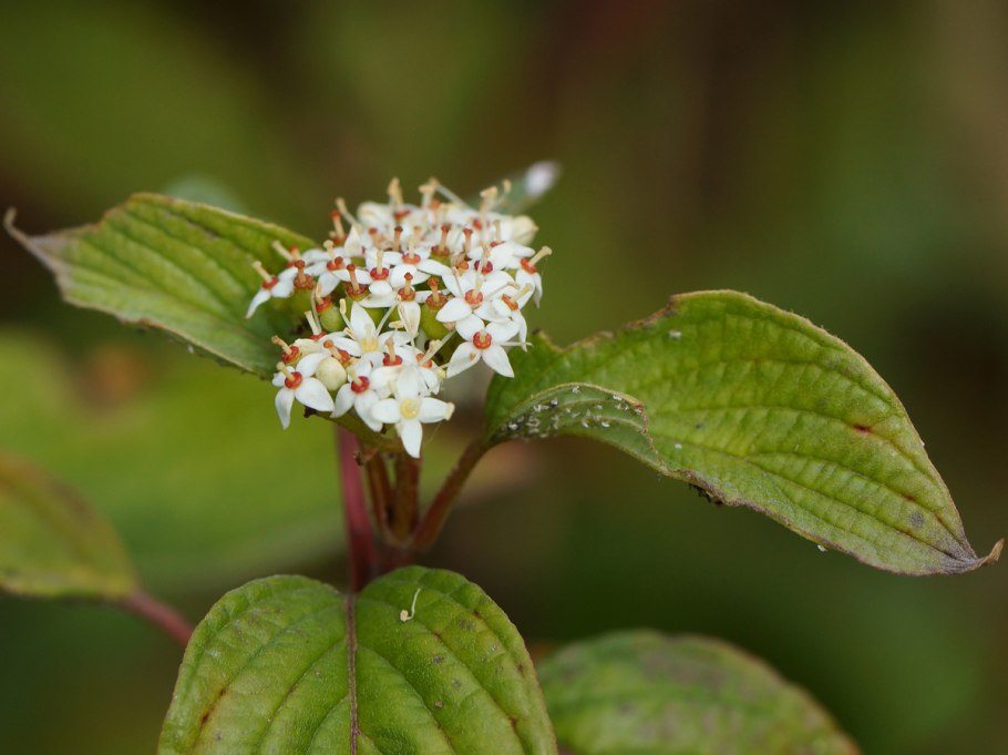 Свидина душистая