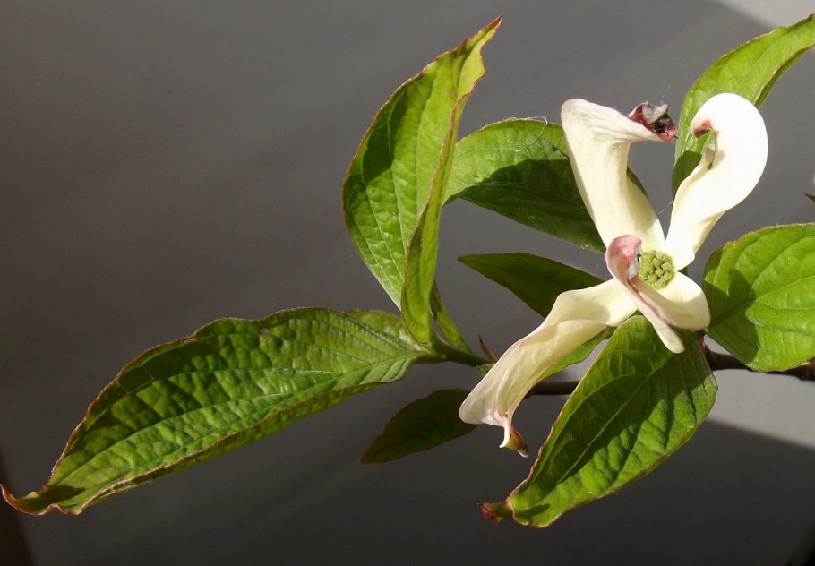 Cornus Florida urbiniana