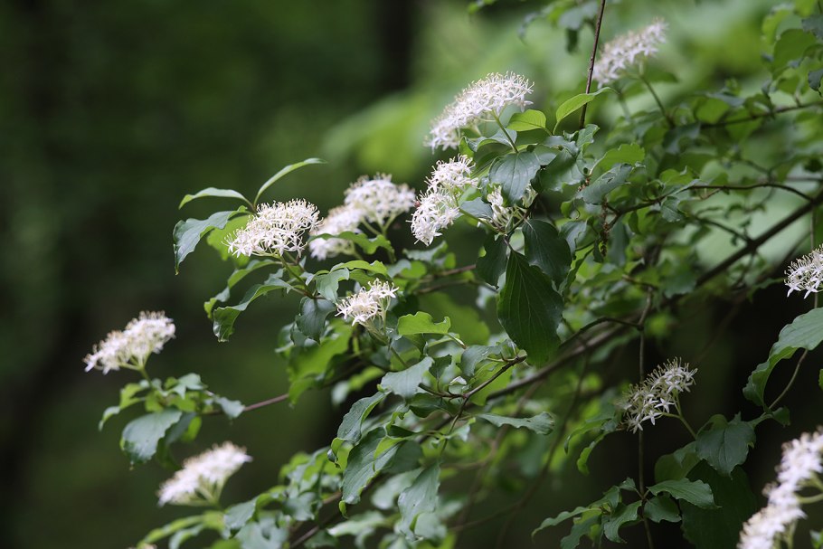 Камптотека остроконечная