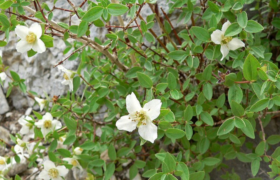 Чубушник Шренка