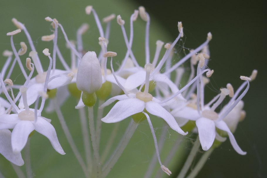 Кизил Cornus mas