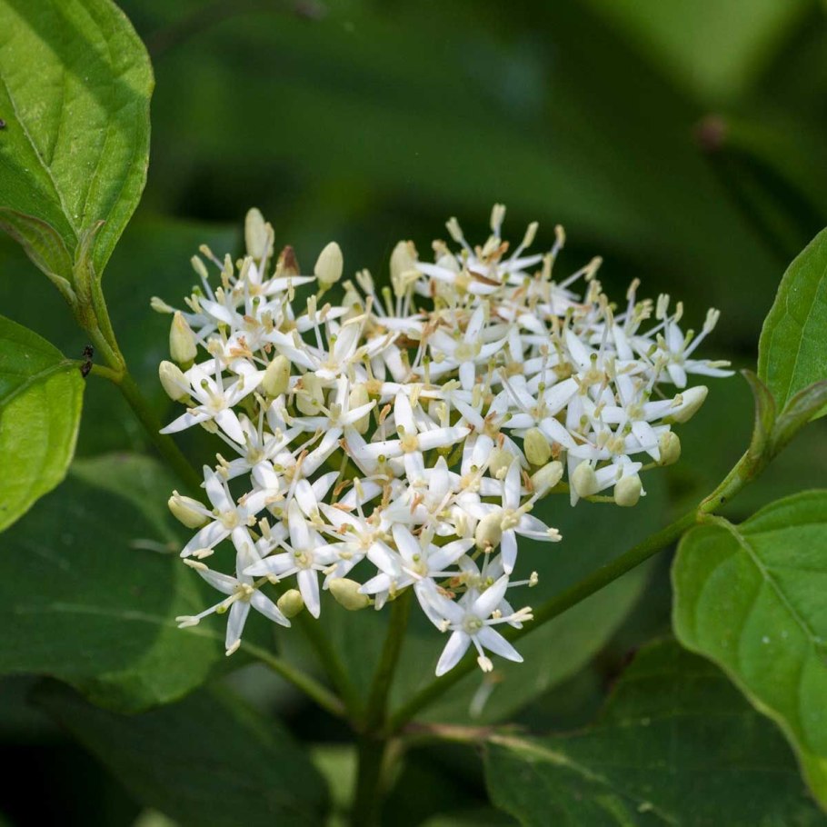 Cardiandra alternifolia