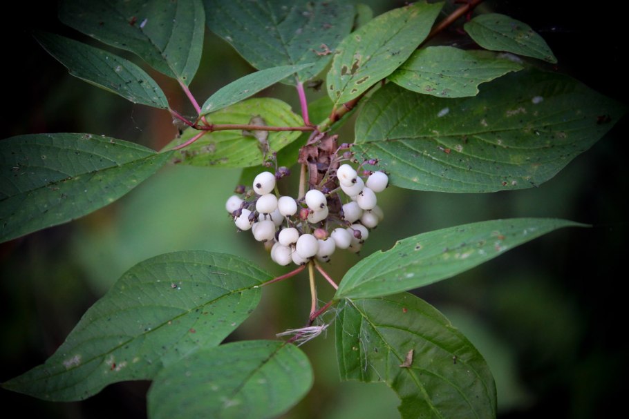 Дерен Свидина