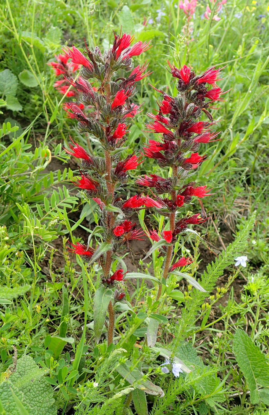 Фрукты в макросъемке